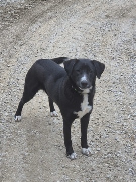 Izgubljen kuža v Gornjem Gradu